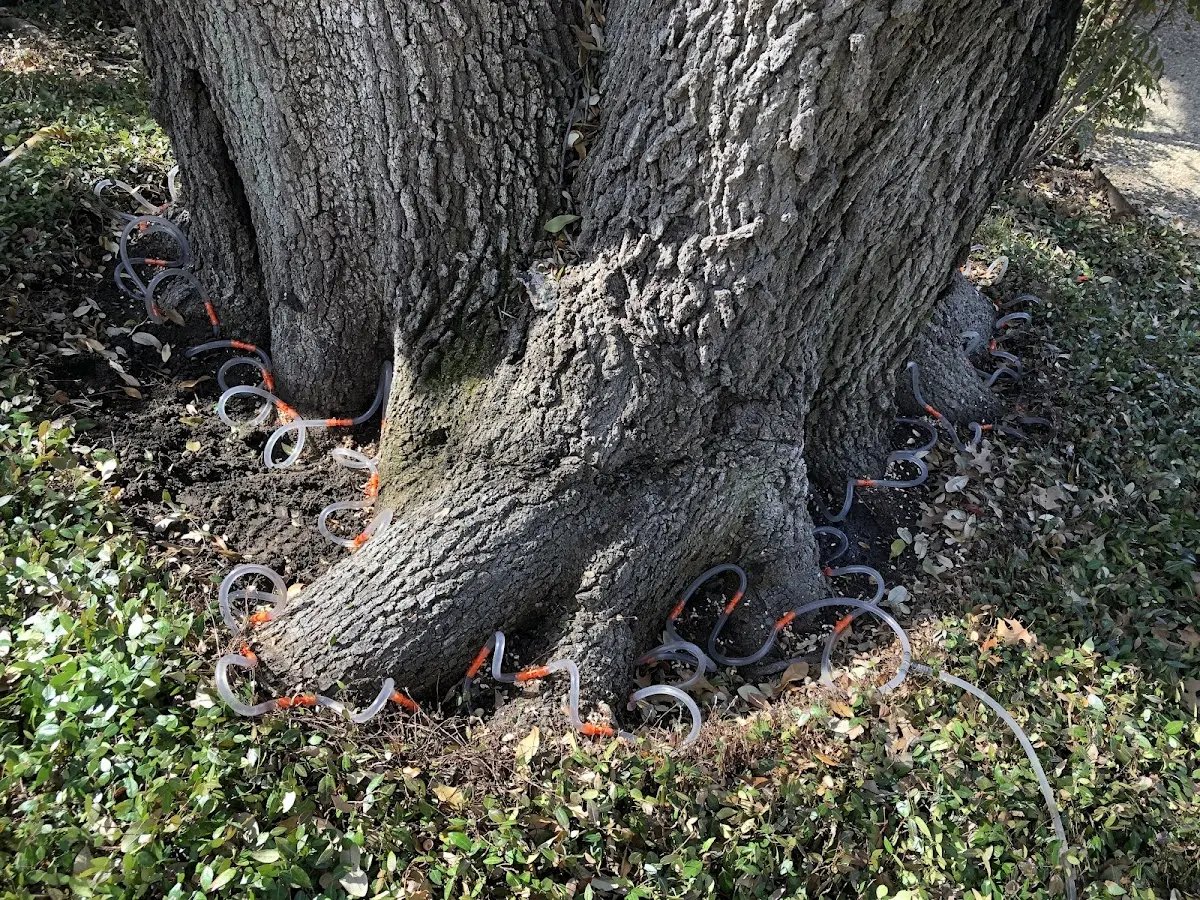 Detailed Tree Cabling and Bracing job site in Mosinee
